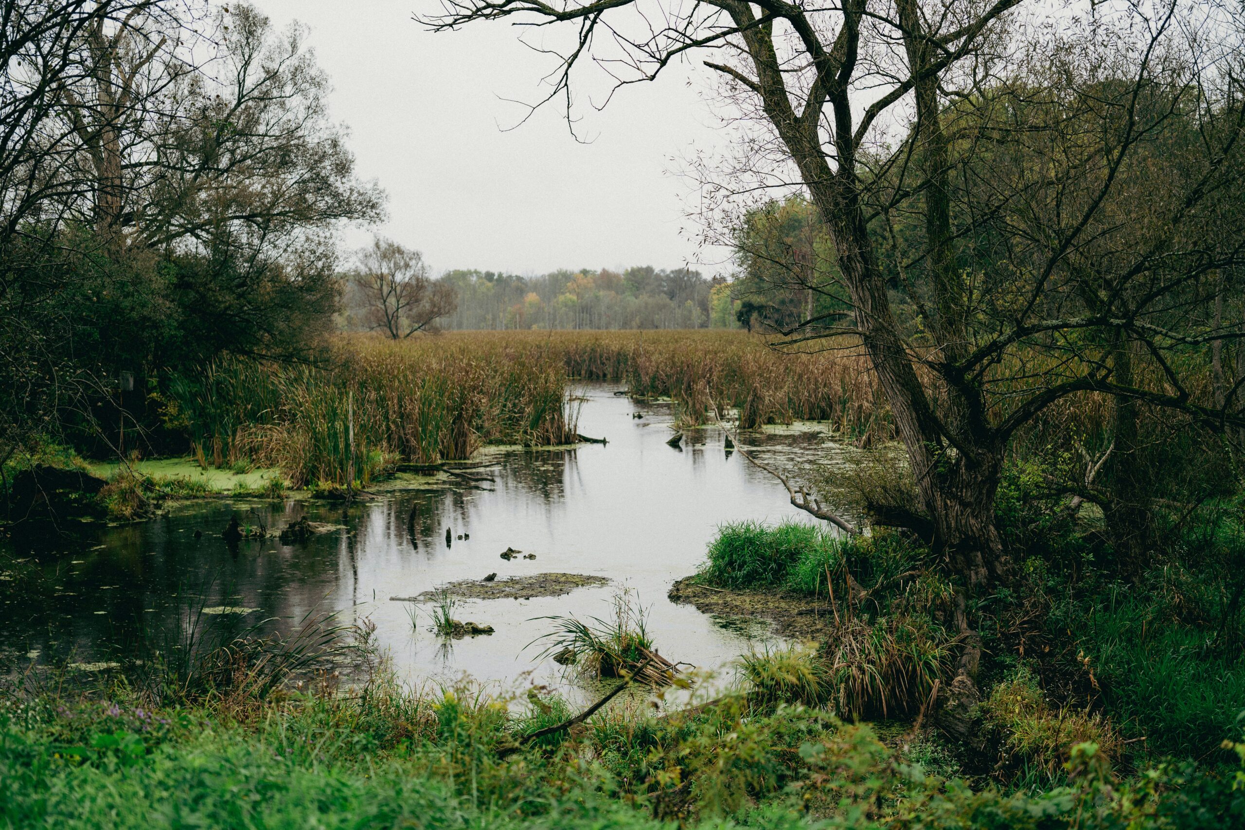 Bog lanscape with standing water, dusk.