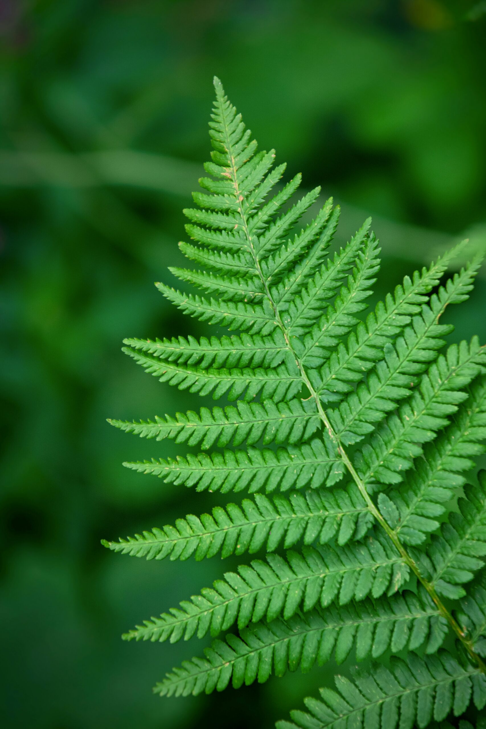 A single Bog Fern frond.