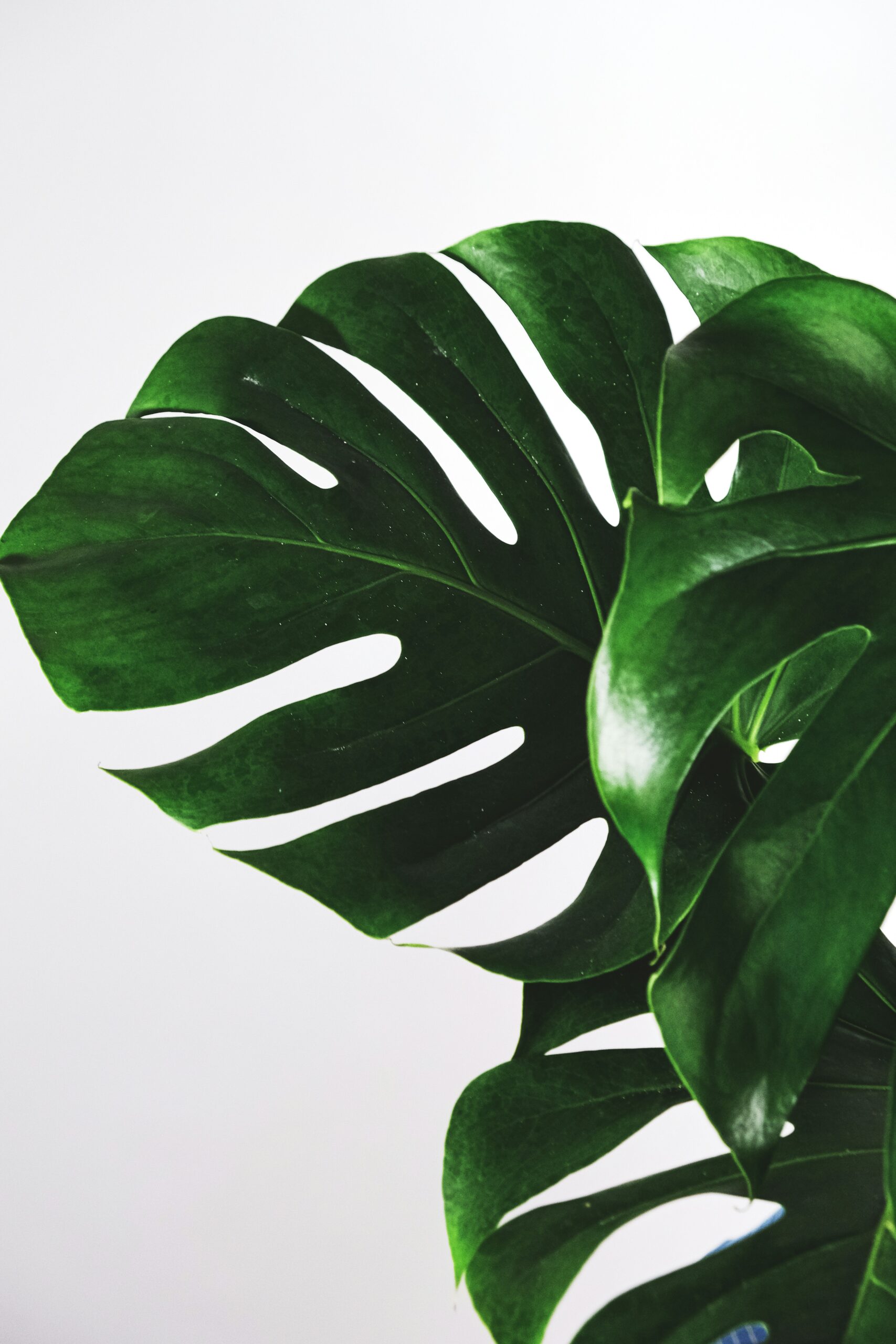 Monstera plant leaf.
