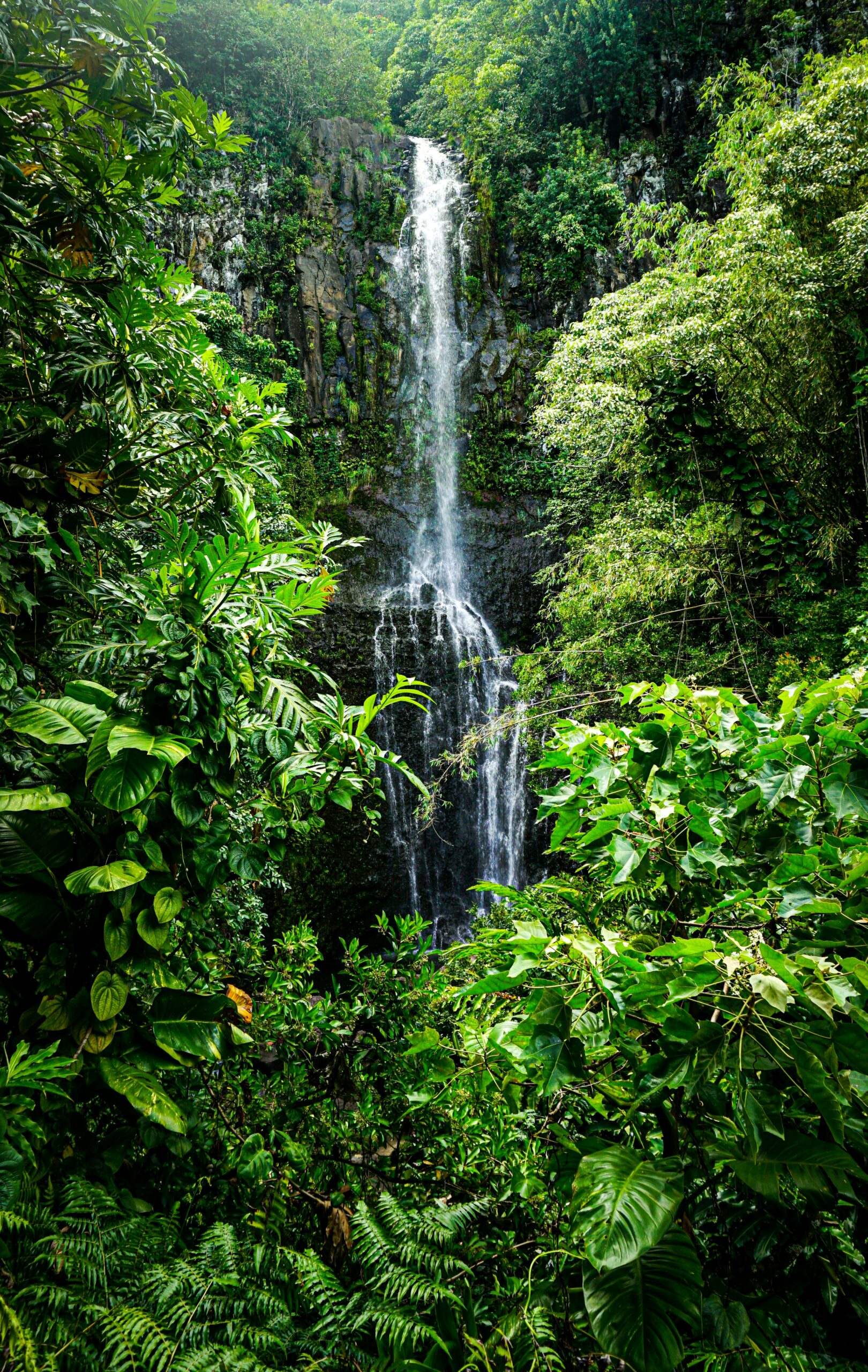 A lush rainforest clearing with a running waterfall in the center.