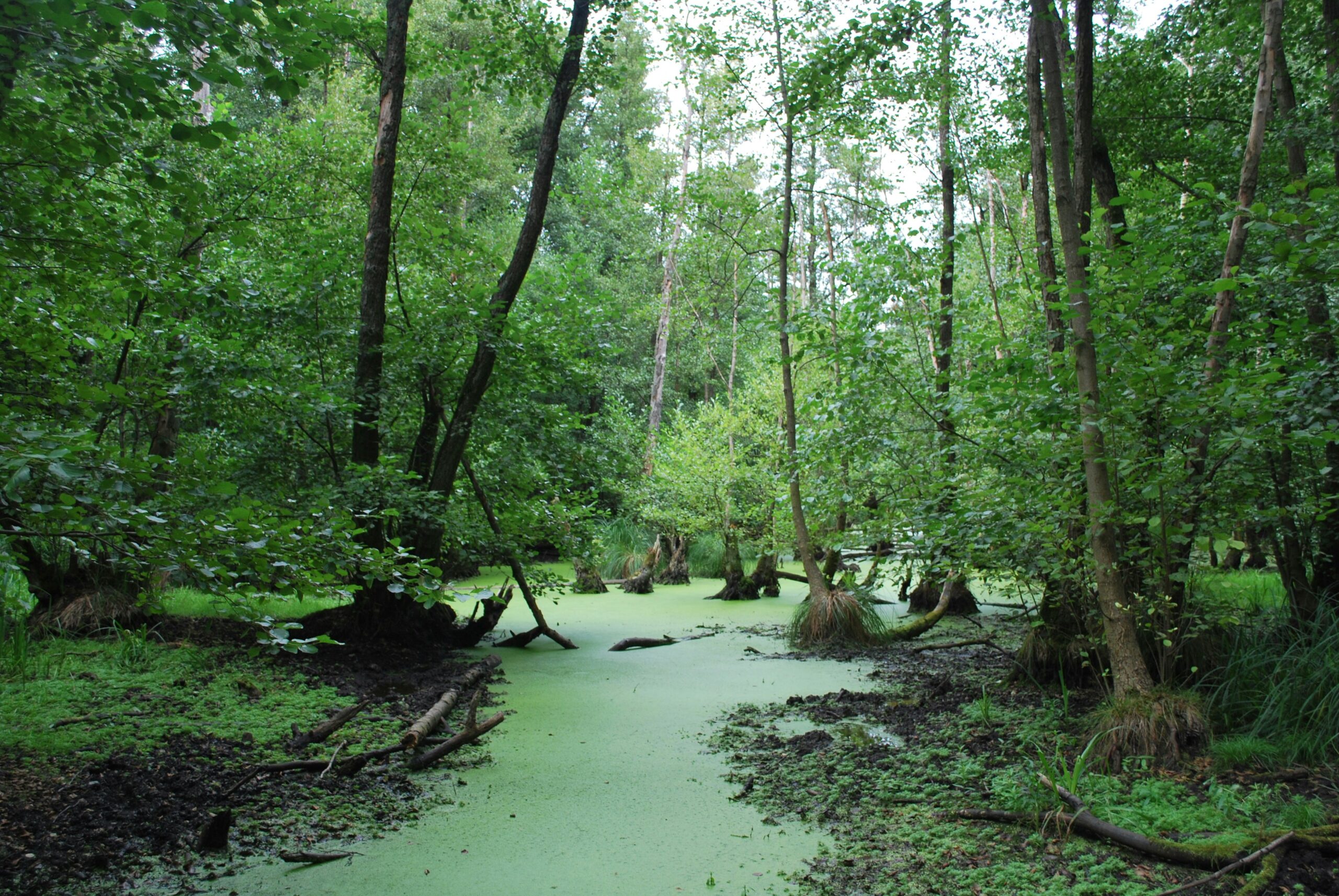 Lush green swamp. The water is covered in green algae.