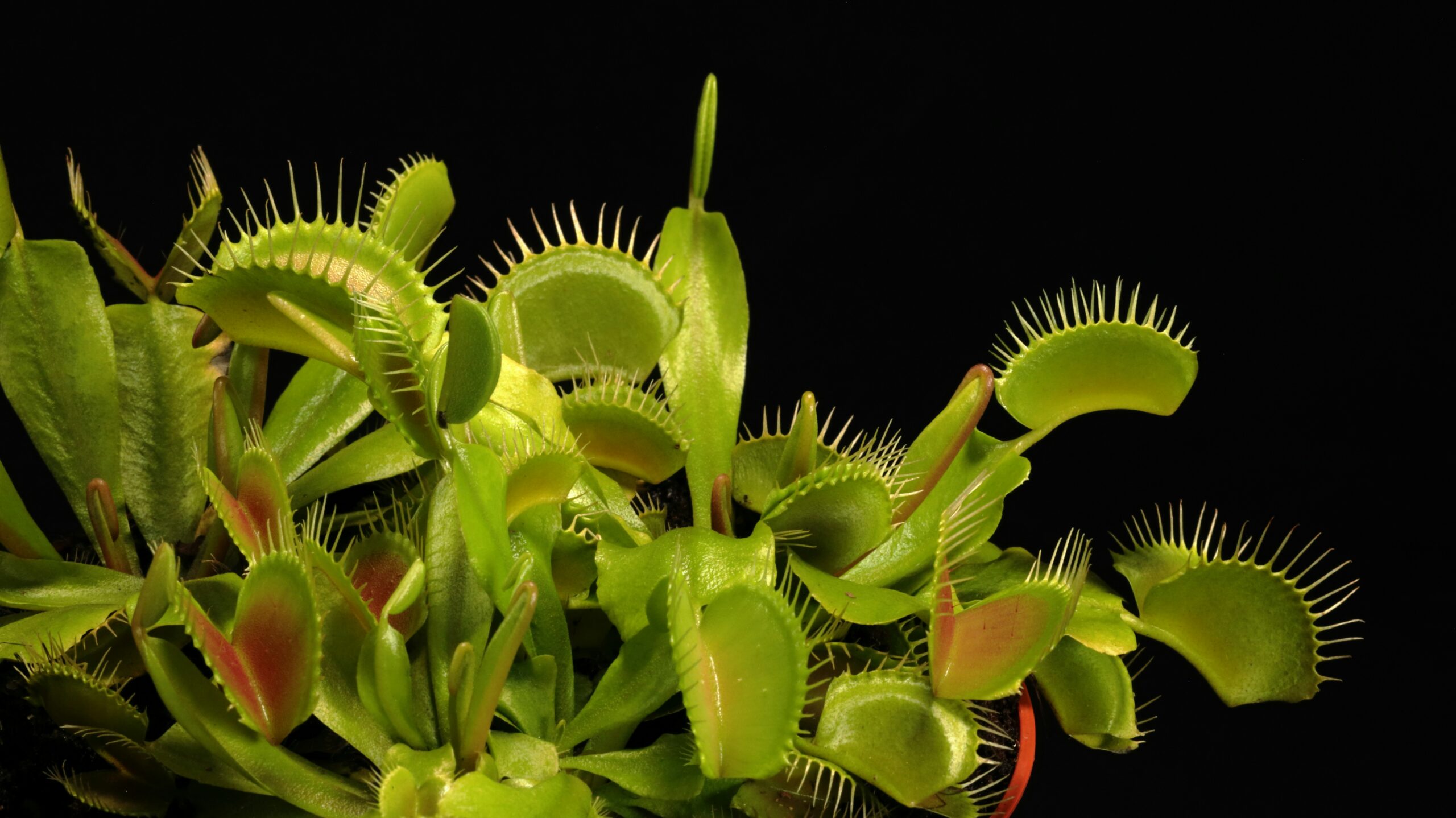 Close-up of a Venus Flytrap